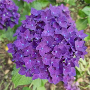 Hydrangea Macrophylla 'Deep Purple'